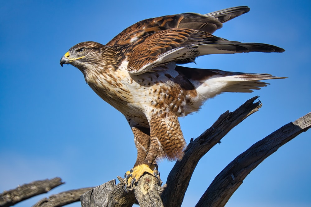 Ferruginous Hawk perched on a branch in Tucson Arizona