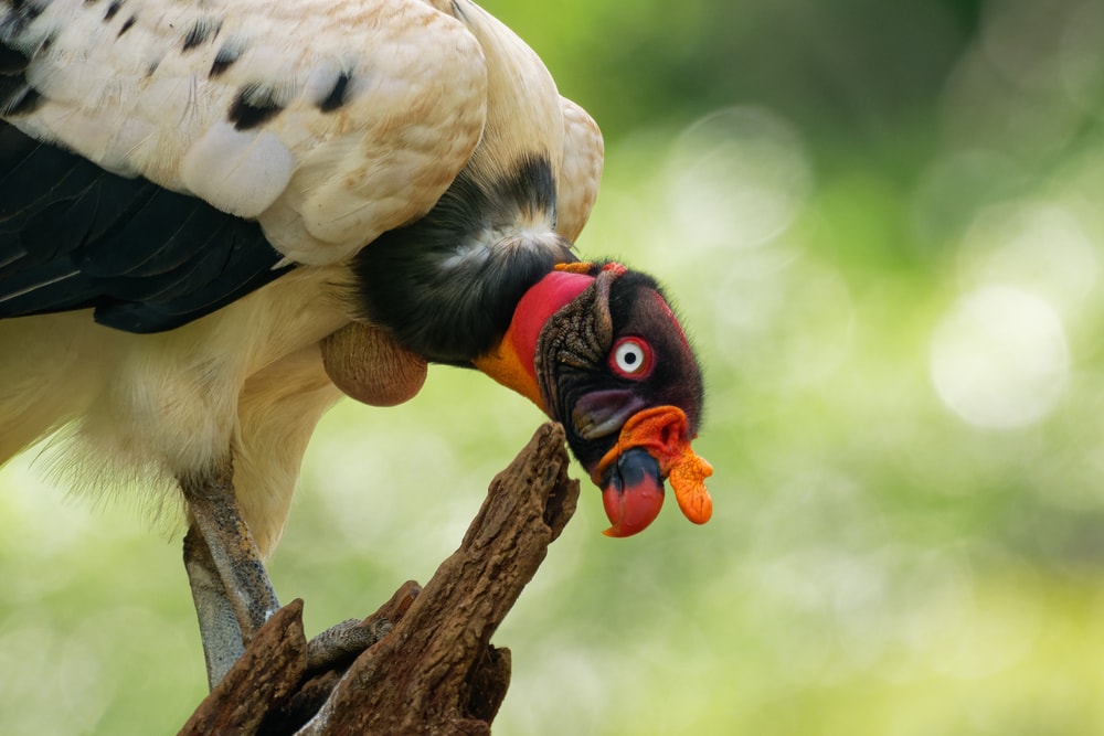 close up of a king vulture on top of a wood