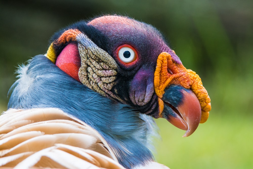 detailed and close up headshot of a king vulture