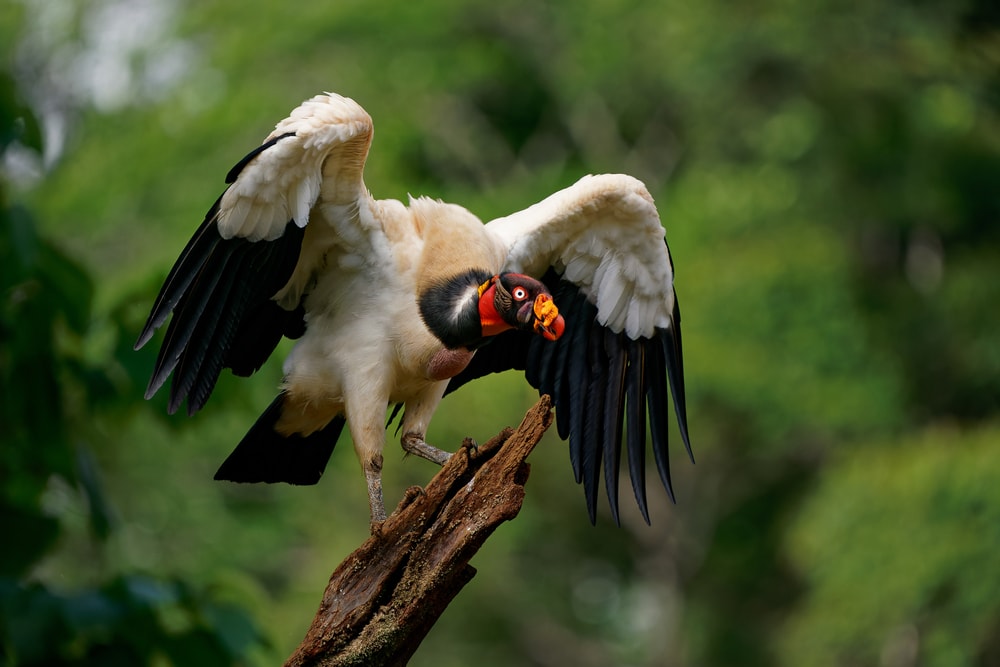 the king vulture landing on a wood with wings opened 