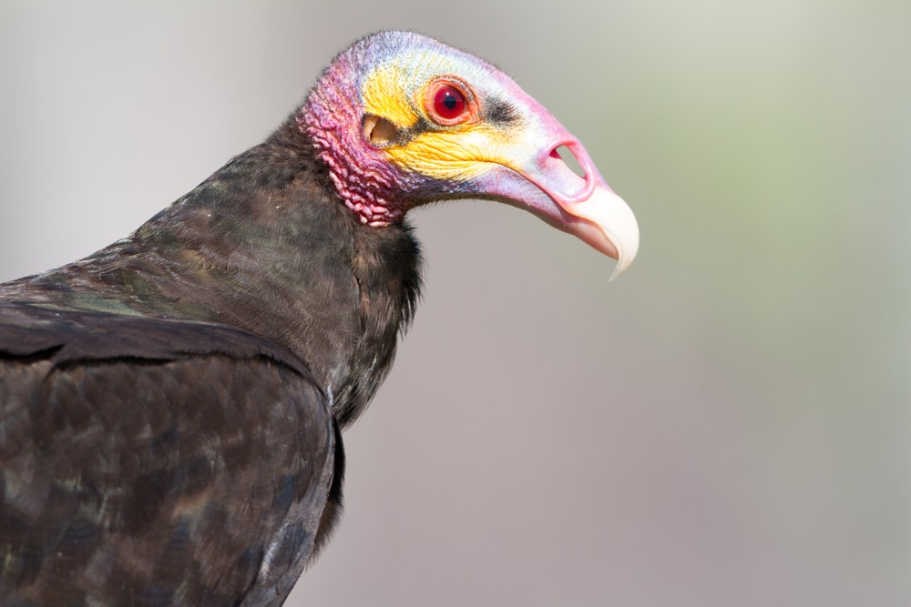 close up headshot of a lesser yellow headed-vulture