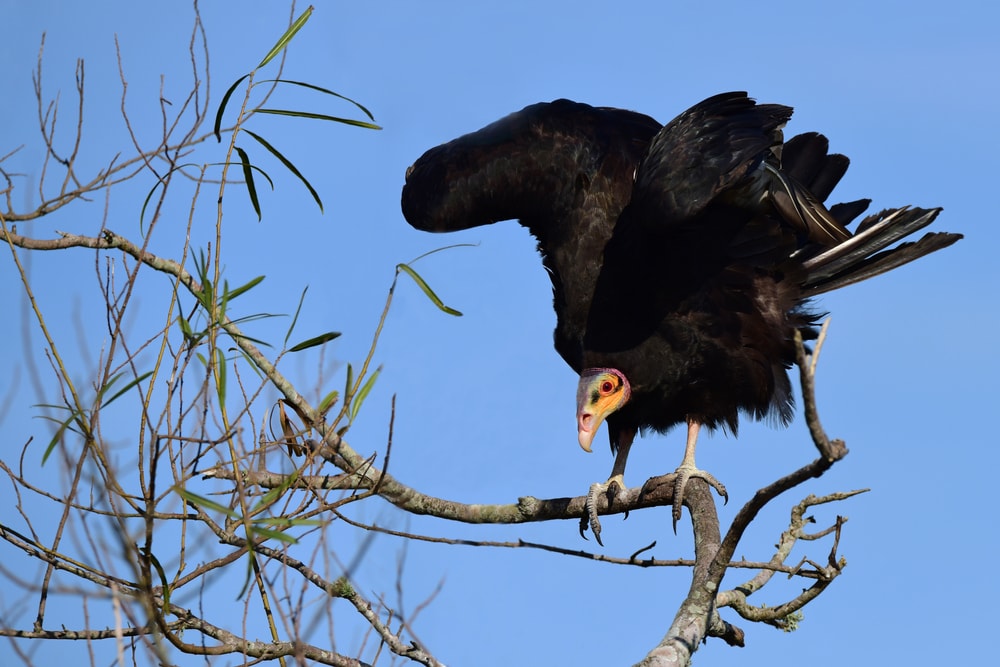 a lesser yellow-headed vulture landing on a tree branch