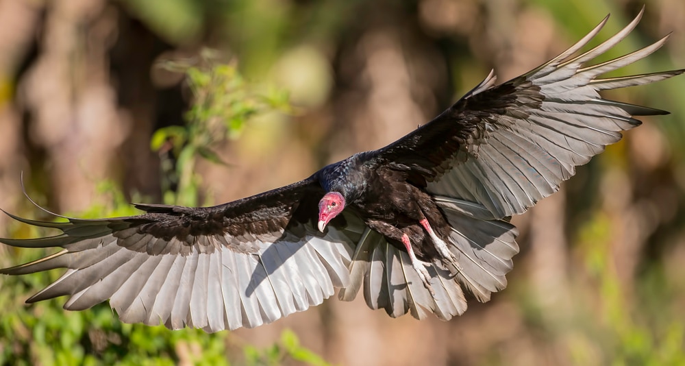 Turkey vulture in full flight with wings open