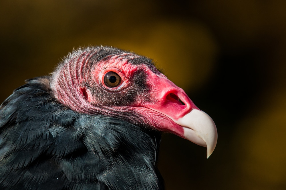 detailed headshot of the turkey vulture