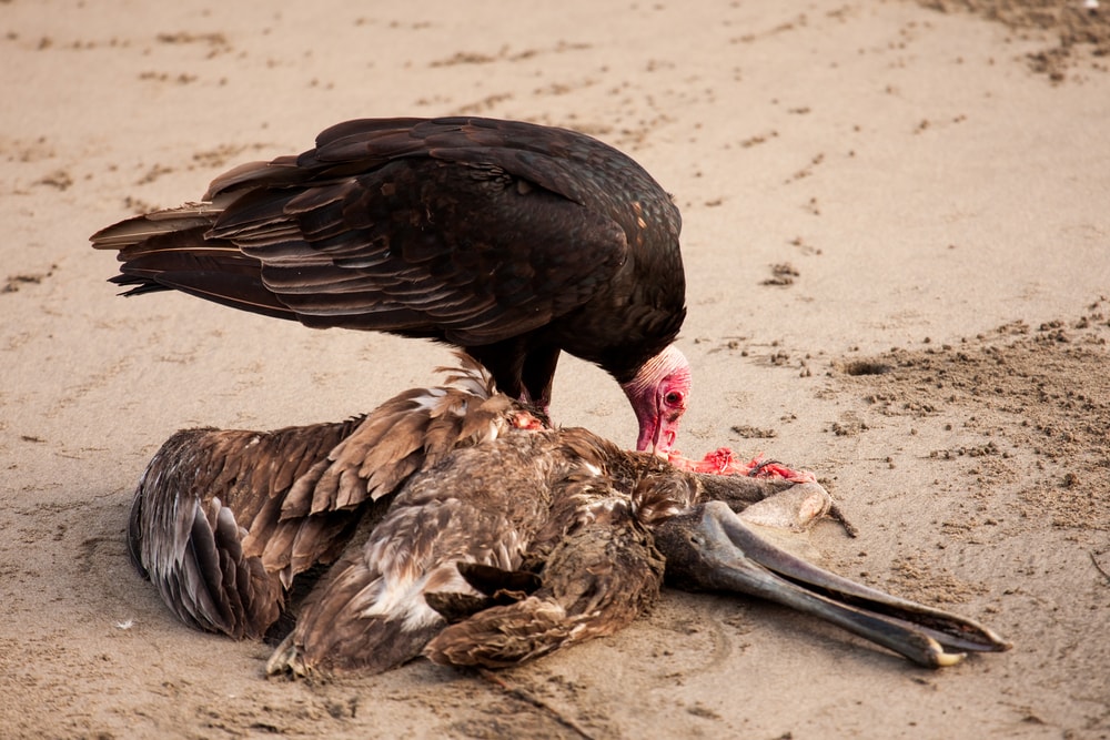 turkey vulture eating a carcass of a brown pelican