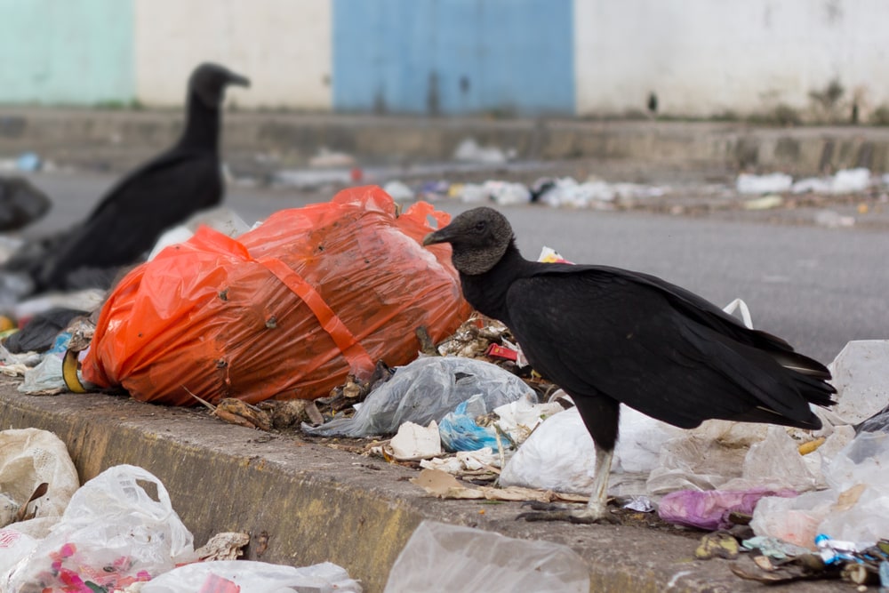 American black vultures living in garbage