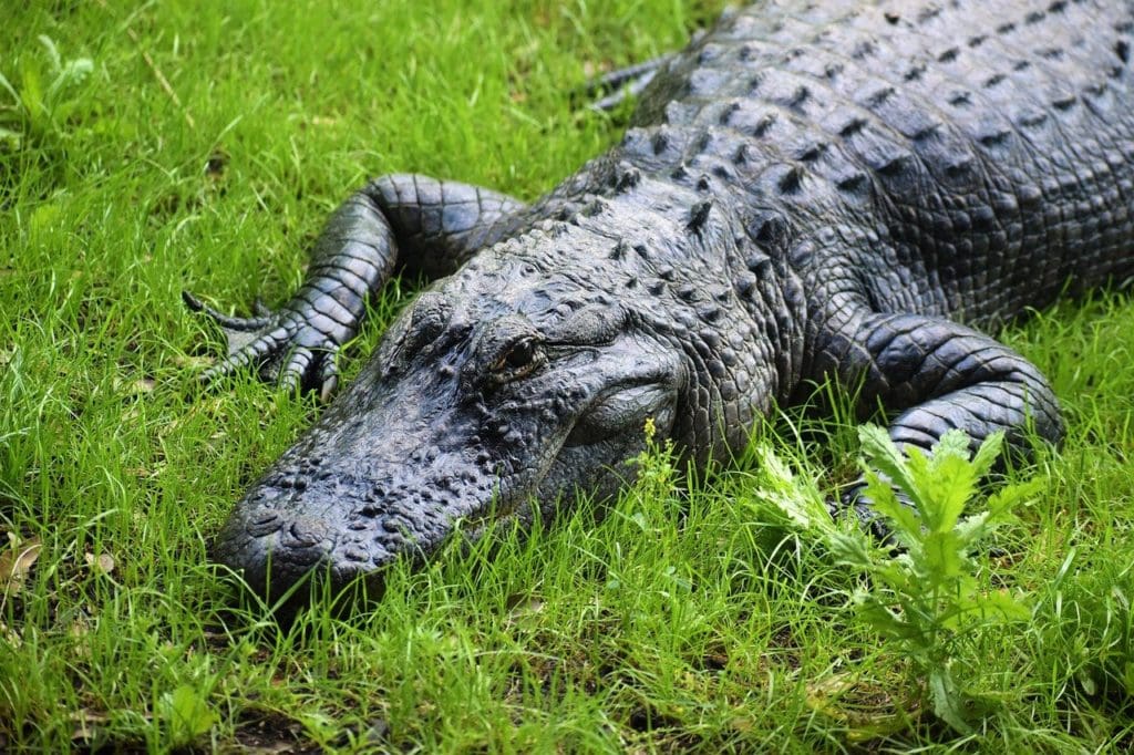 American alligator laying on a green grass