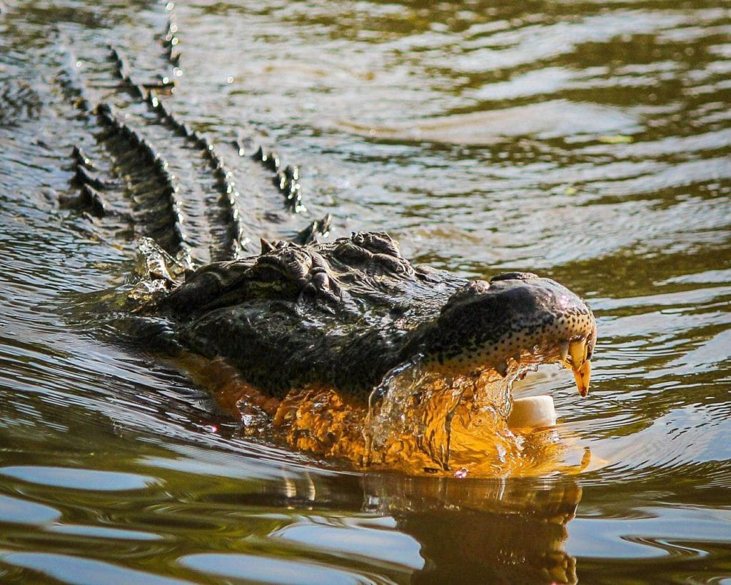 American alligator swimming through the rivers