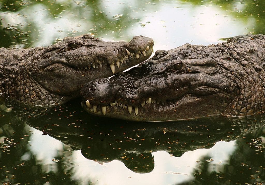 Two alligator close to each other's head