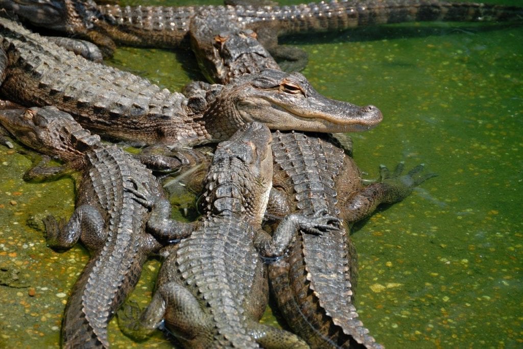 Group of alligator swimming in a pond