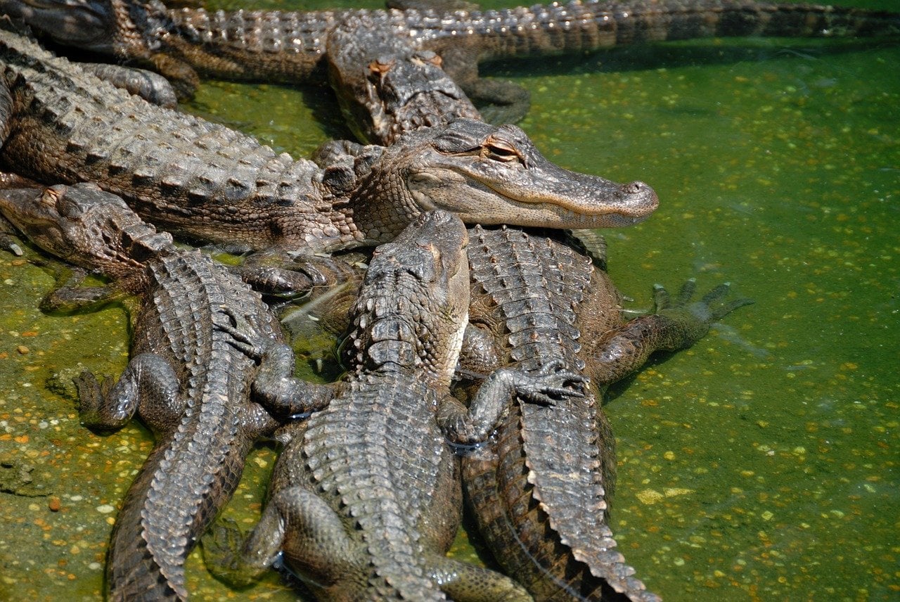 Гребнистый крокодил Рамри