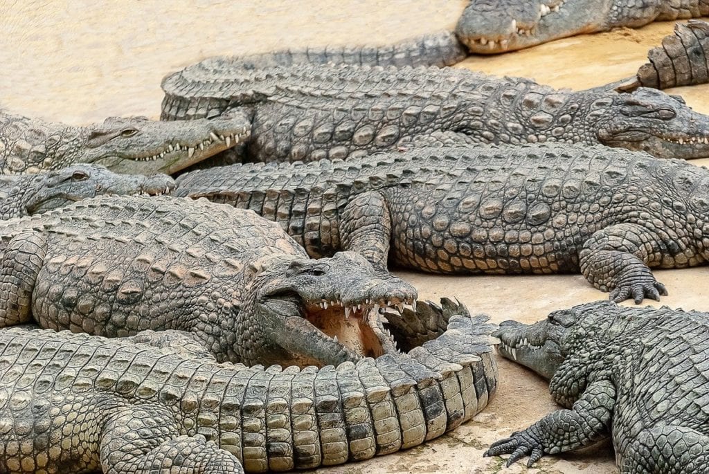 Group of alligator with one trying to bit another alligator's tail