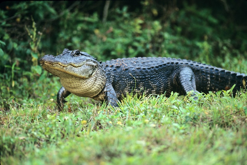 Alligator walking on the land full of grass