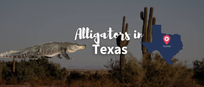 Alligators in Texas featured image