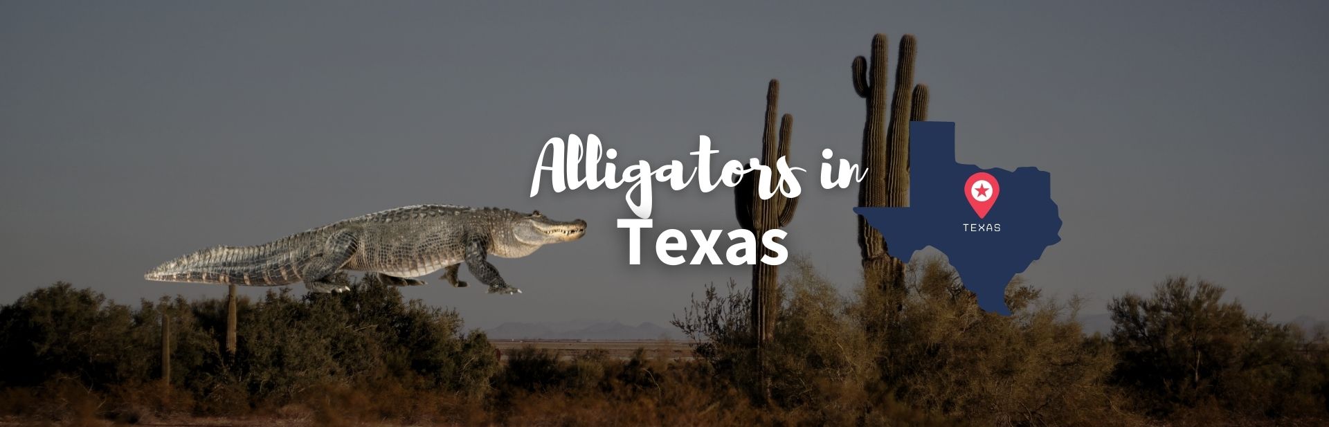 American Alligators in Texas : All You Need To Know About