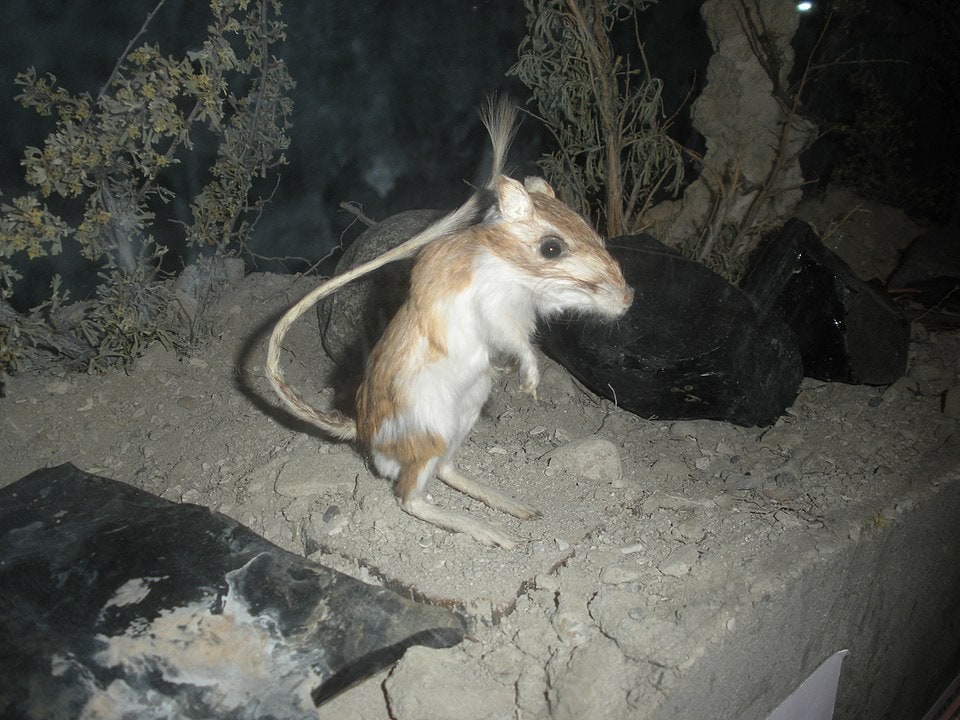 Banner-tailed Kangaroo Rat (Dipodomys spectabilis) shot in the dark