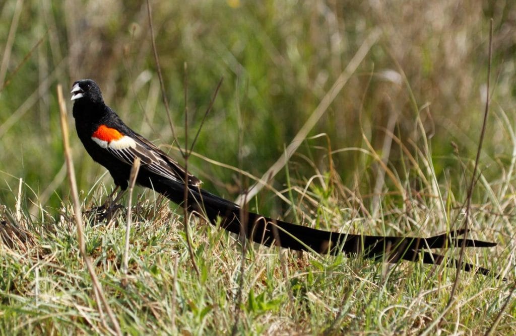 Long-tailed Widowbird (Euplectes progne) standing on a grass