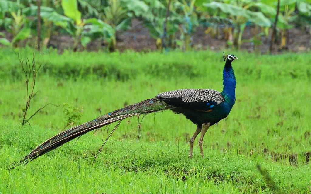 Indian Peafowl (Pavo cristatus) standing on a field