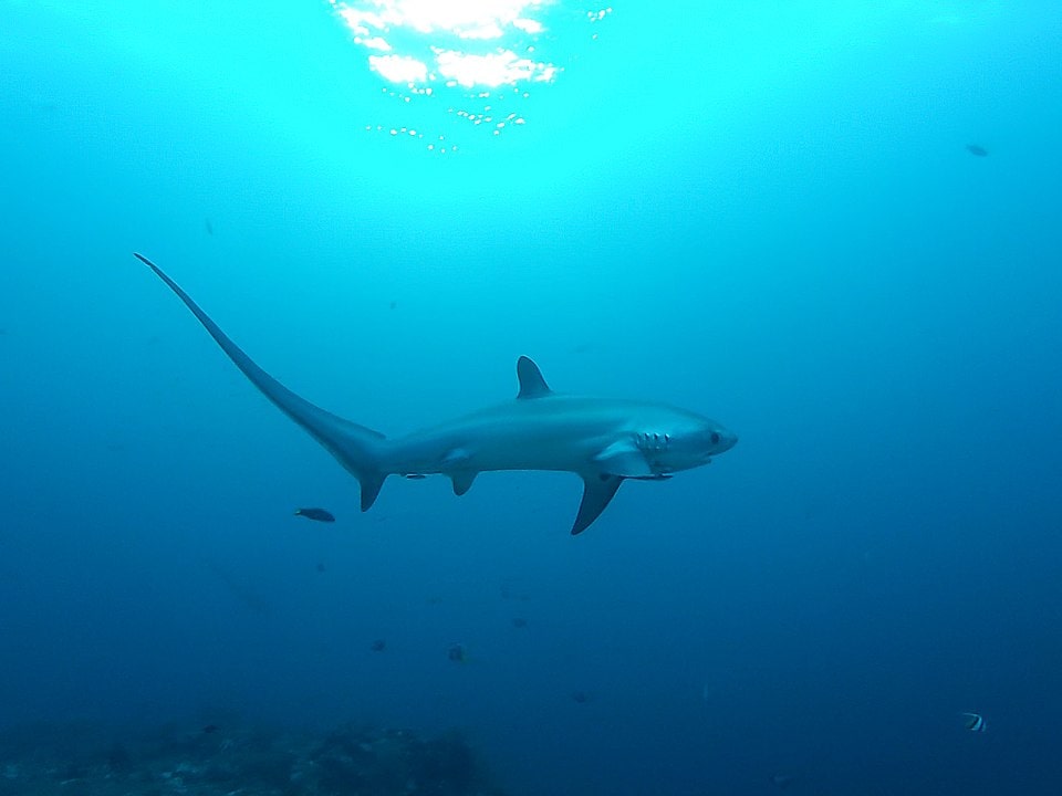 Common Thresher Shark (Alopias vulpinus) swimming on a deep blue sea