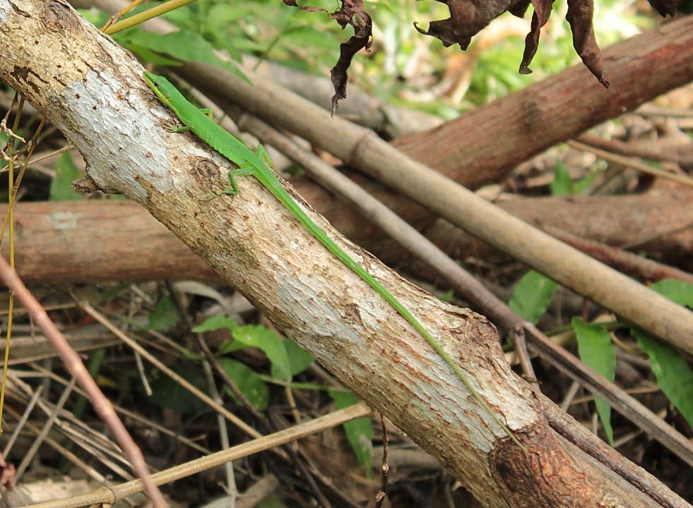 Sakishima Grass Lizard (Takydromus dorsalis) sticking on a wood