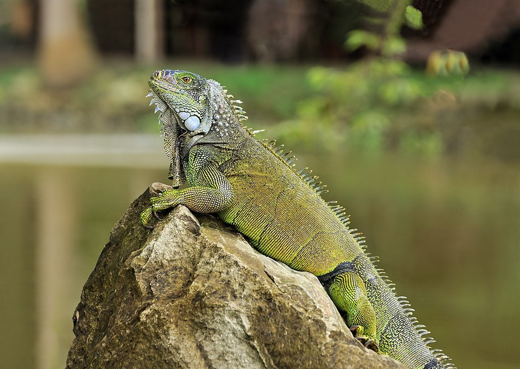 Common Green Iguana (Iguana iguana) on top of a rock