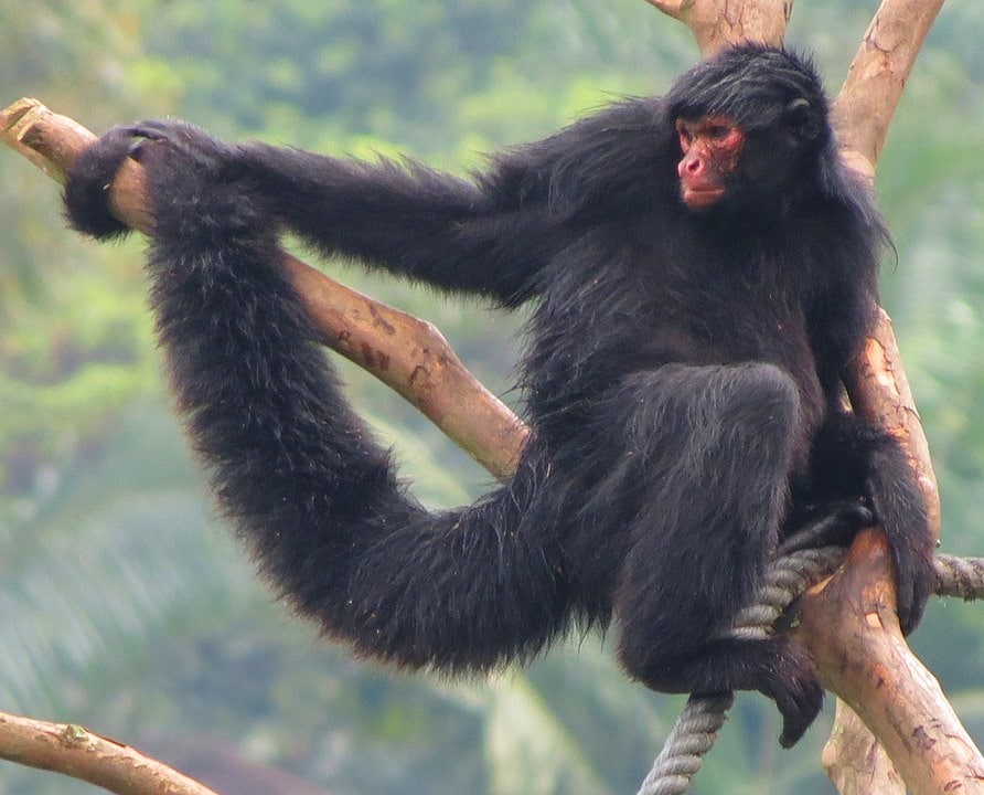 Black Spider Monkey (Ateles paniscus) holding its tail on a tree