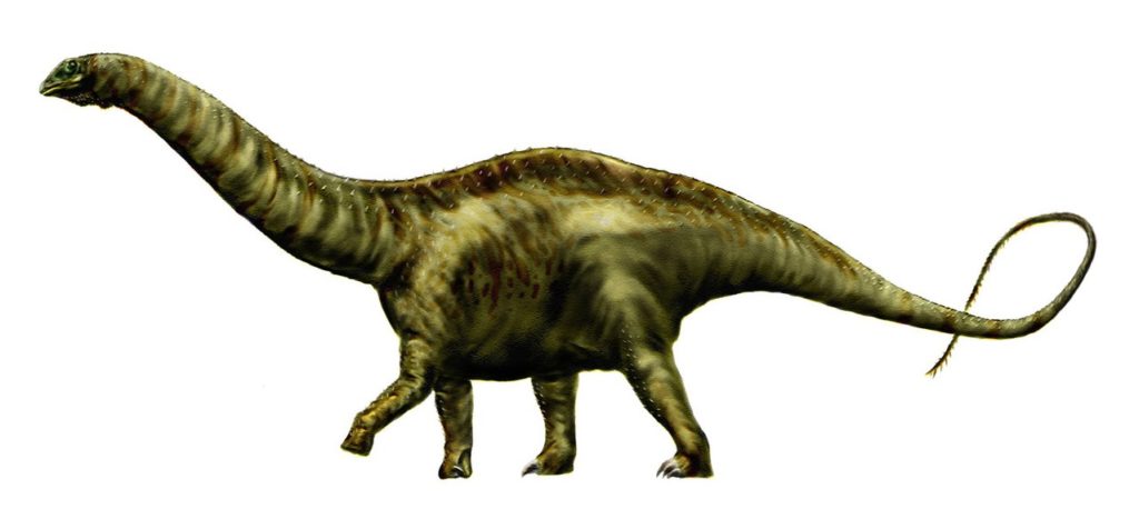 Apatosaurus (Apatosaurus louisae) drawn on white background