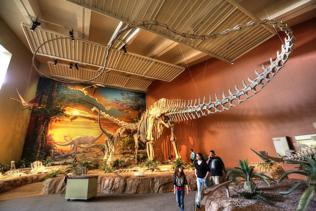 Sample statue of Seismosaurus (Diplodocus hallorum) in museum