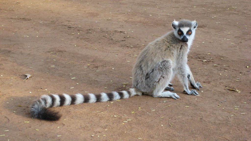 Ring-tailed Lemur (Lemur catta) siting on a soil
