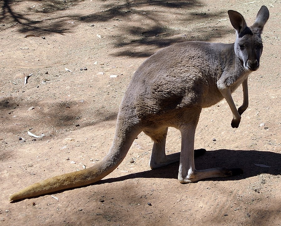 Red Kangaroo (Osphranter rufus) standing in daylight
