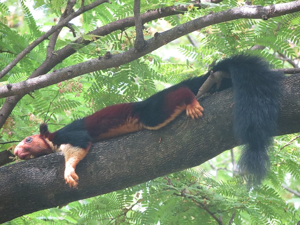 Indian Giant Squirrel (Ratufa indica) laying peacefully on a tree