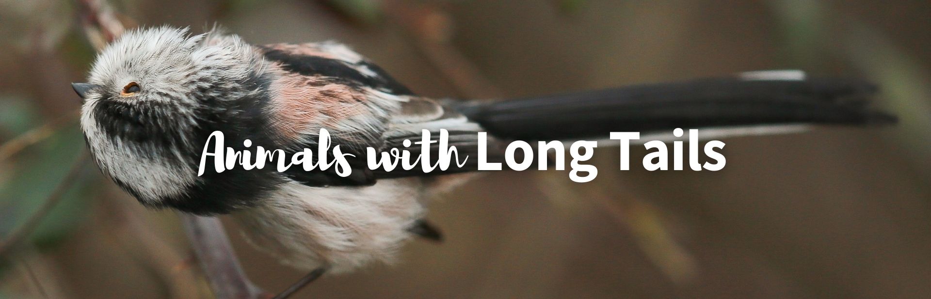 Top 21 Animals With Long Tails Across the World
