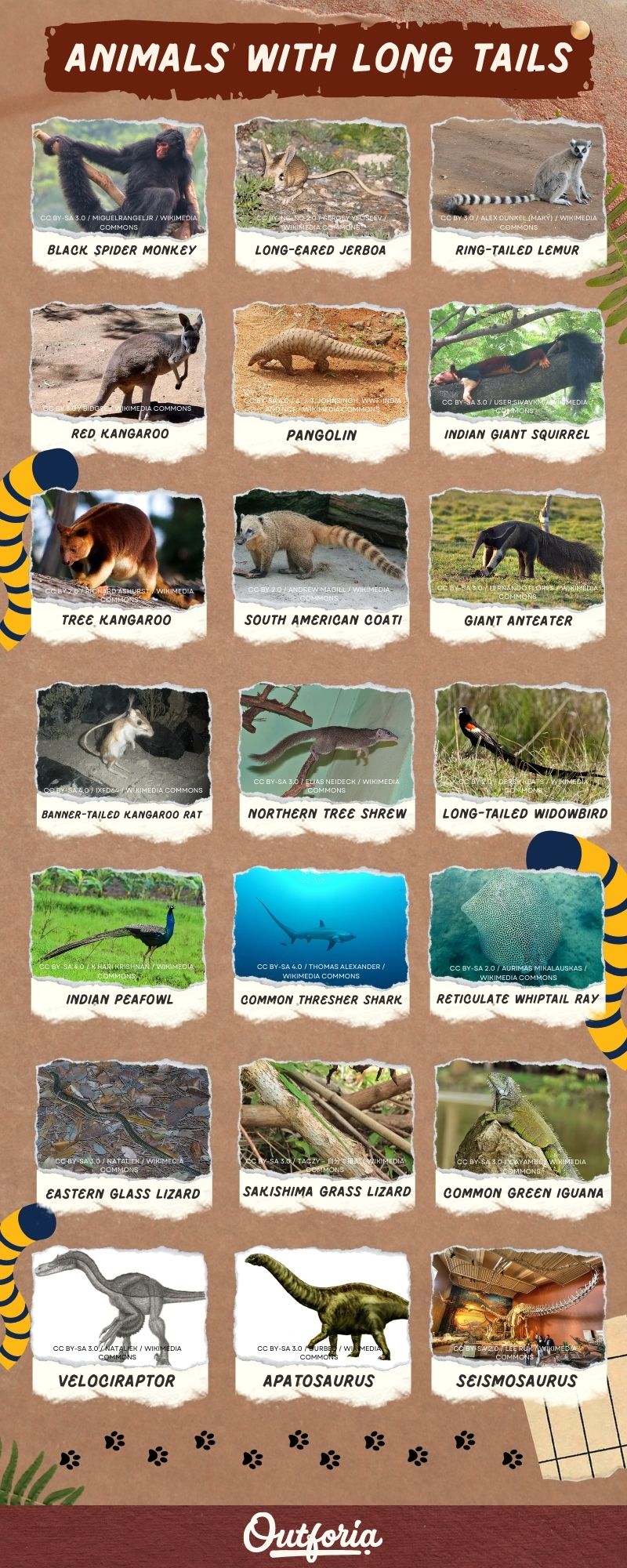 Chart of 21 animal species with long tails