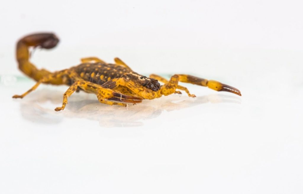 a spider-hunting scorpion isolated on a white background with reflection