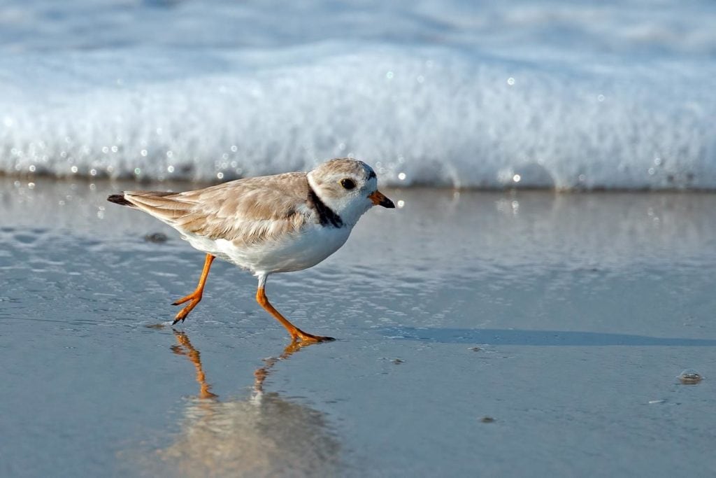 a piping plover walking on the shore