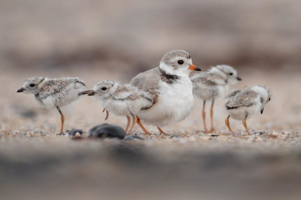 a piping plover and her chicks on the sand