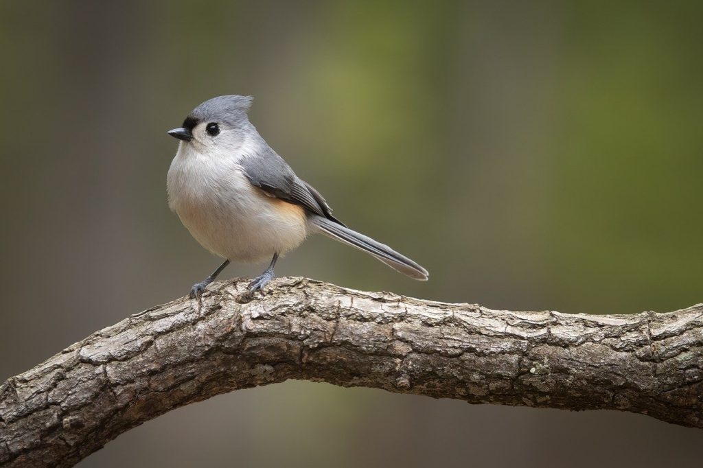 Mini bird standing on a bark of a wood
