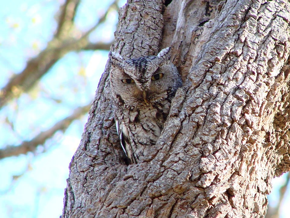 Eastern Screech Owl (Megascops asio) camouflaged on a tree