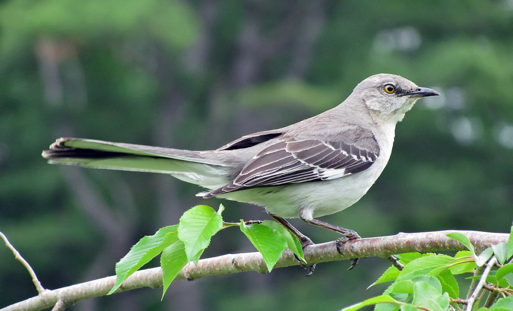 Northern Mockingbird (Mimus polyglottos) holding on a thin branch