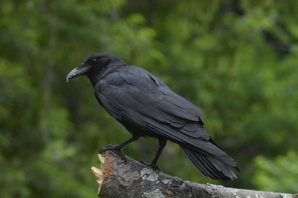 American Crow (Corvus brachyrhynchos) on edge of a wood