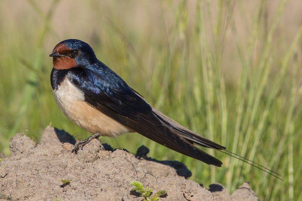 Barn Swallow (Hirundo rustica) standing on a solid soil