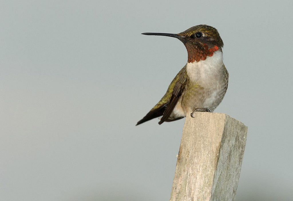 Ruby-throated Hummingbird (Archilochus colubris) on top of a wooden pole