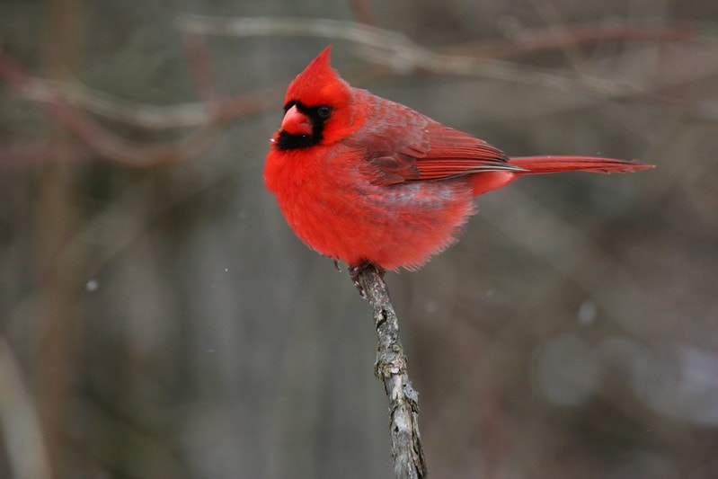 Northern Cardinal (Cardinalis cardinalis) standing on edge of a stick