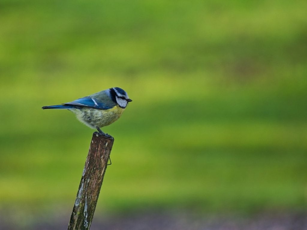 Mini bird standing on a circle wooden pole