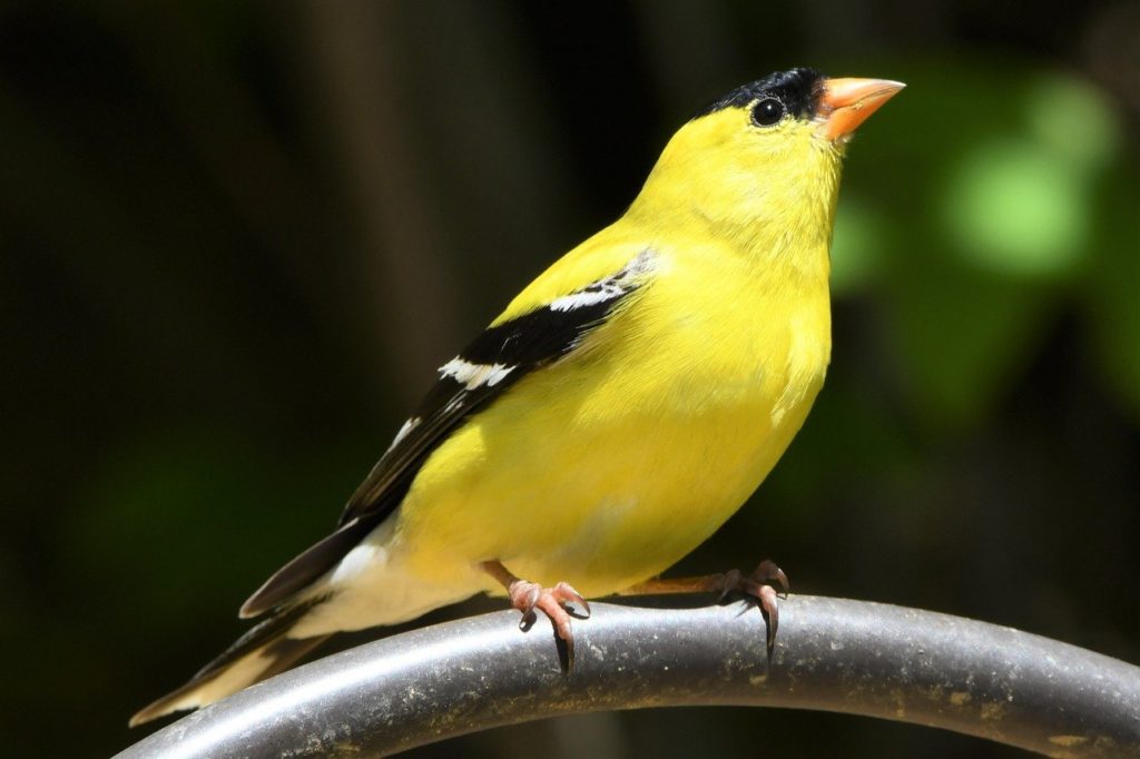 American Goldfinch (Spinus tristis) standing on a metal