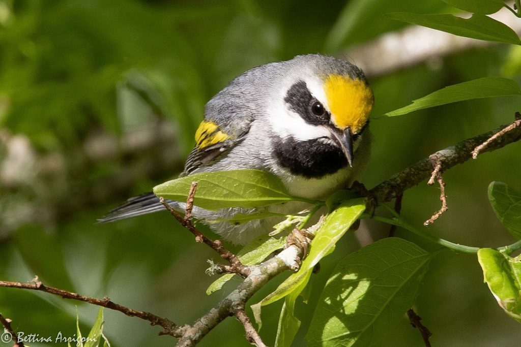 Golden-winged Warbler (Vermivora chrysoptera) in the middle of a tree