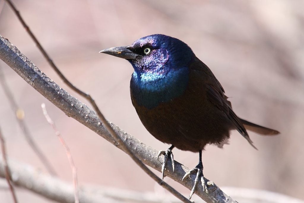 Common Grackle (Quiscalus quiscula) standing on thin branch
