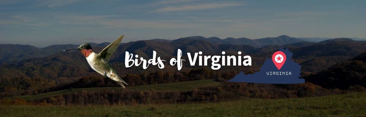 birds of virginia featured image