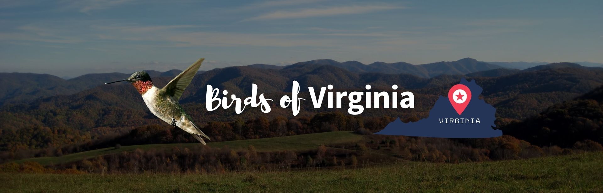 Top 18 Beautiful Birds of Virginia – Facts + Pictures