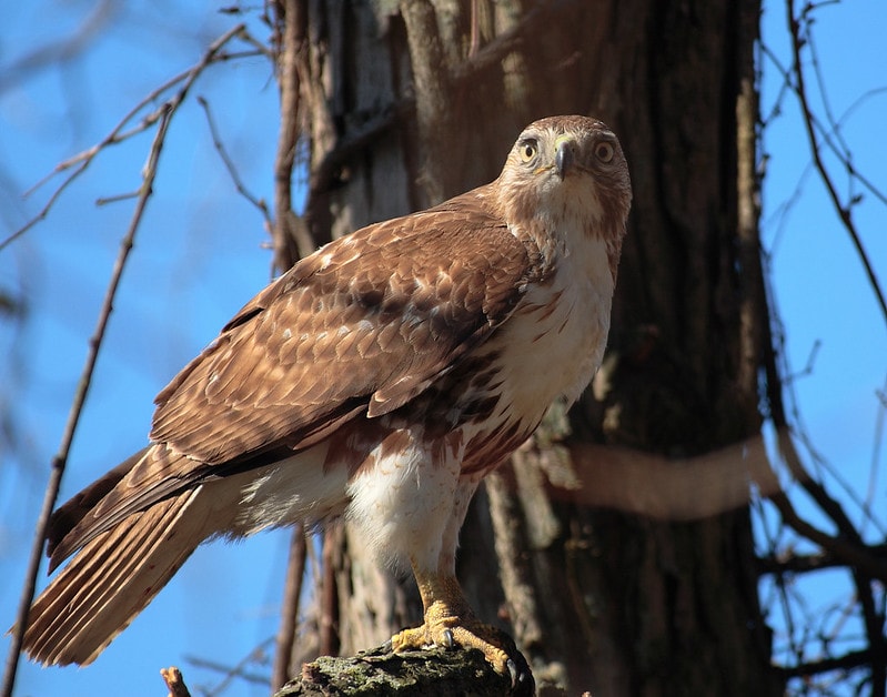 Red-tailed Hawk standing on a rock